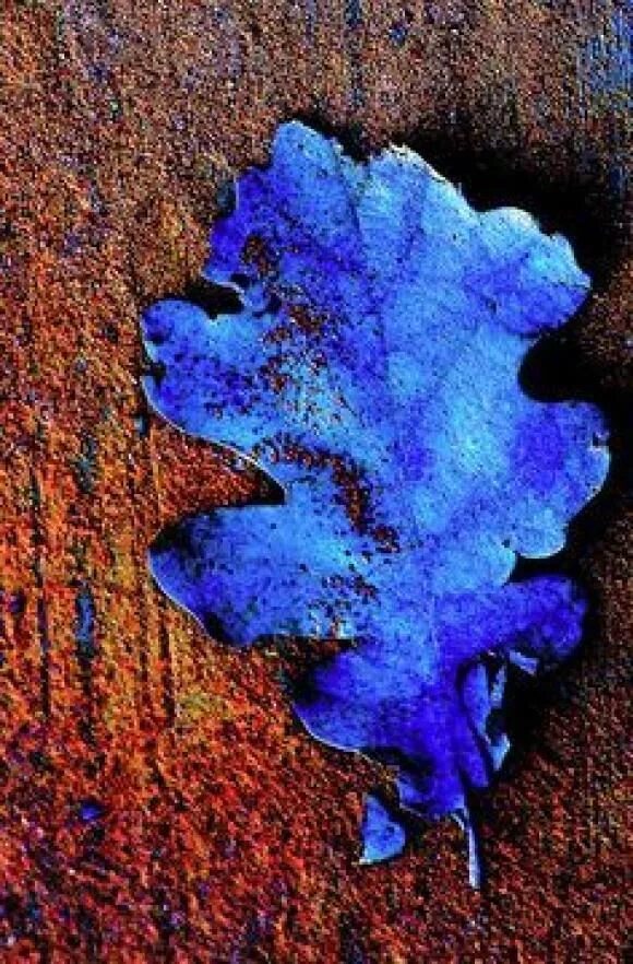 Сочетание цветов с синим. Голубая канарейка птица. Горная сине голубая зарянка. Сине бурый. Сочетание синего и коричневого.