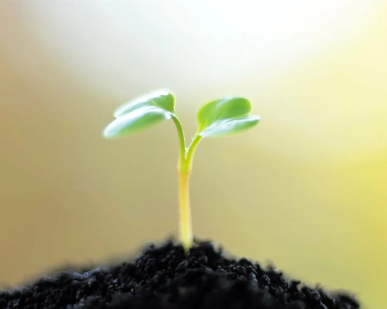 Проросток рассада. Ростки и росточки. Зеленый росток грунт. Росток дерева. Милый росточек.