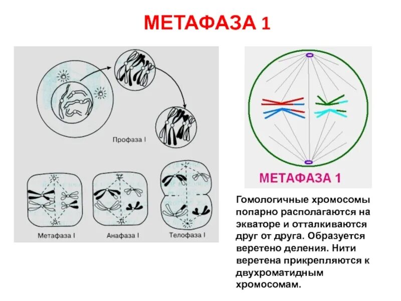 Метафаза анафаза телофаза анафаза. Анафаза мейоза 1. Метафаза анафаза 1. Профаза метафаза анафаза телофаза.