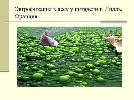 Эвтрофикация