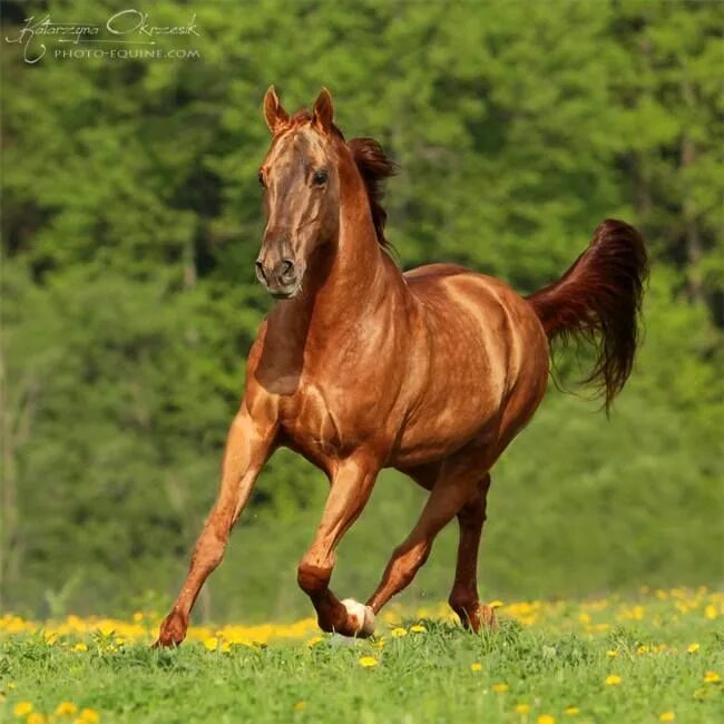 Донская лошадь золотая масть. Don horse. Буденновская порода. Дончак порода лошадей. Англо донская порода лошадей.