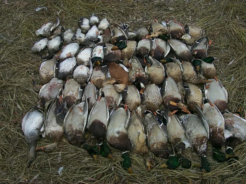 добыча уток. осенний селезень кряквы. охота на уток. дикие утки охота. добыча уток.