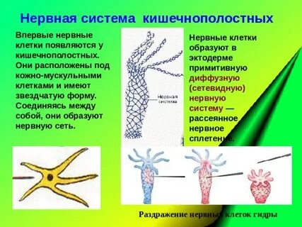 Конспект по биологии 8 класс нервная система