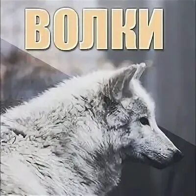 Слушать клан белого волка