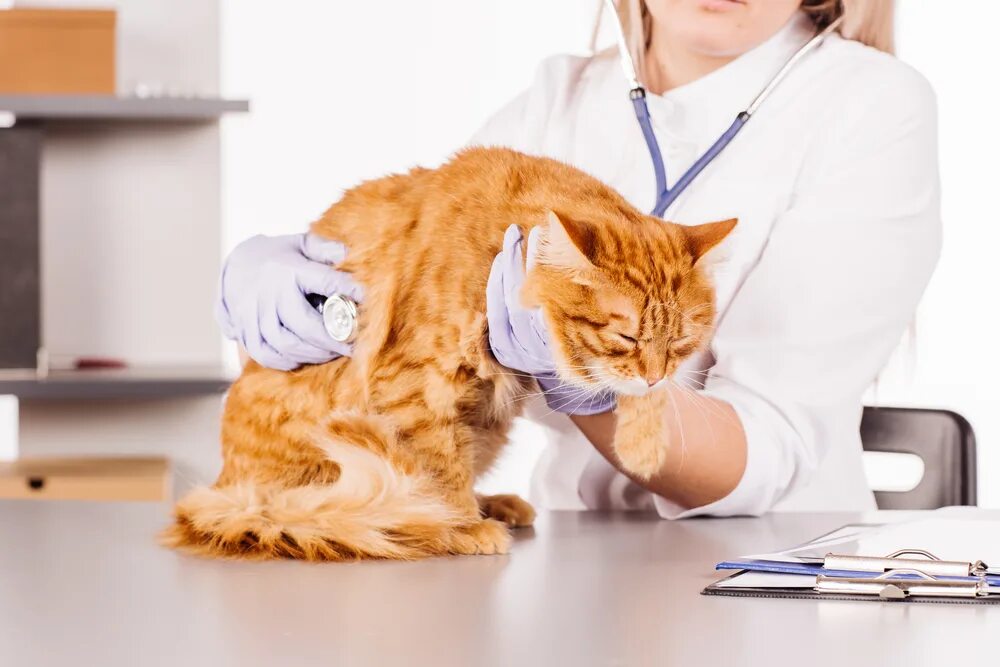 Помогли кошкам. Ветеринар с кошкой. Кошка врач. Кот в ветеринарной клинике. Котенок на приеме у ветеринара.
