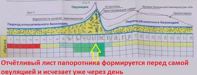 Овуляция цикл 35. Рисунок слюны при овуляции. Оценка овуляции. Определение овуляции. Методы оценки овуляции.