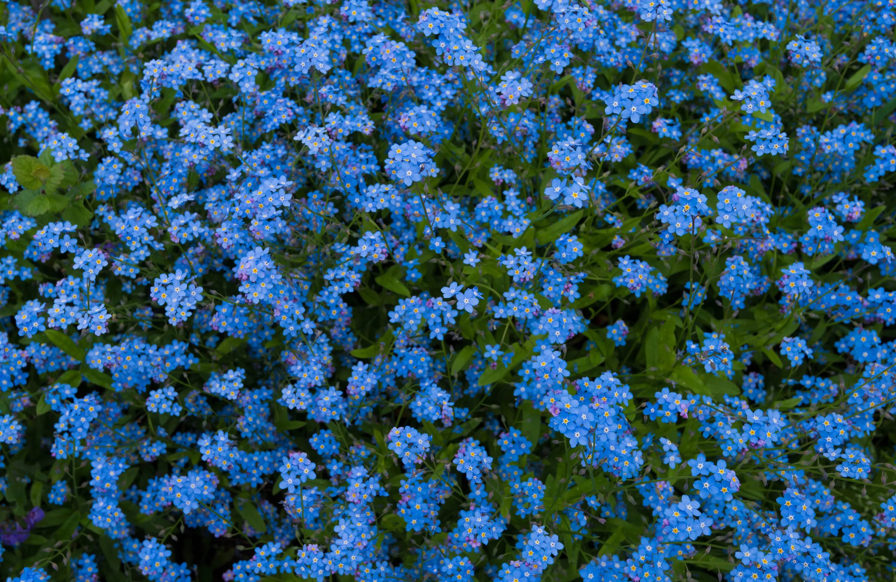 Мелкие цветы голубого цвета