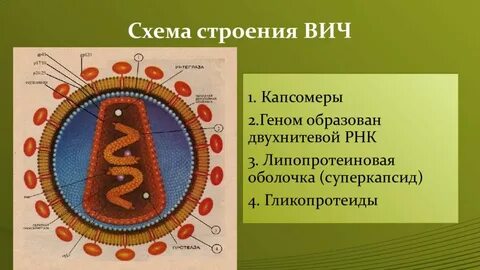 Перед вами на рисунке схема строения вич