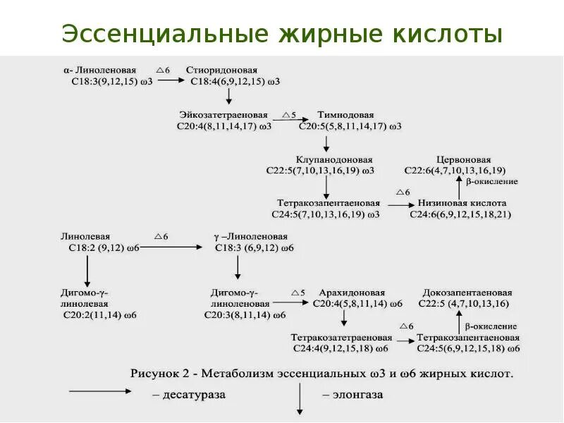 Незаменимые кислоты. Незаменимые кислоты. К незаменимым жирным кислотам относятся. Незаменимые ненасыщенные жирные кислоты. Функции эссенциальных жирных кислот в организме.