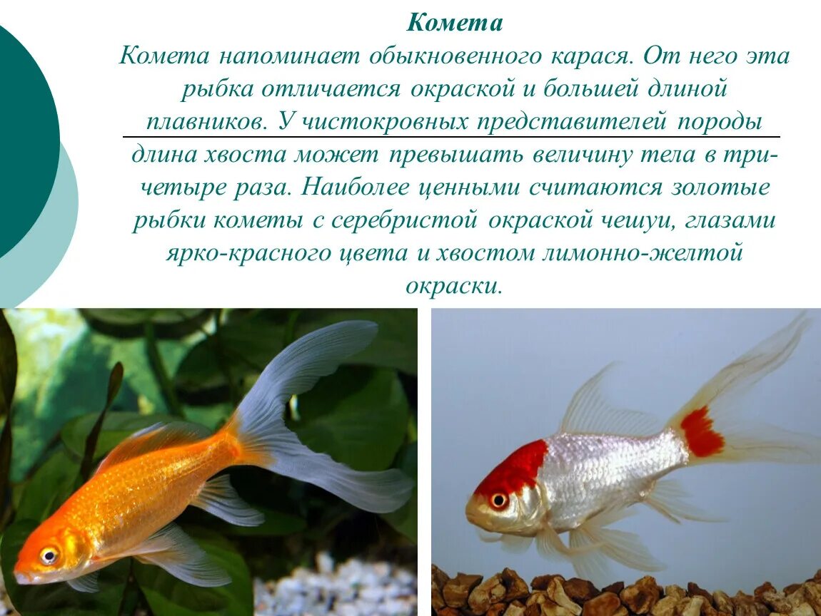 Рекорды русской рыбалки. Мокрица звездчатка. Cladium mariscus. Сныть (aegopodium podagraria). Лисица описание.