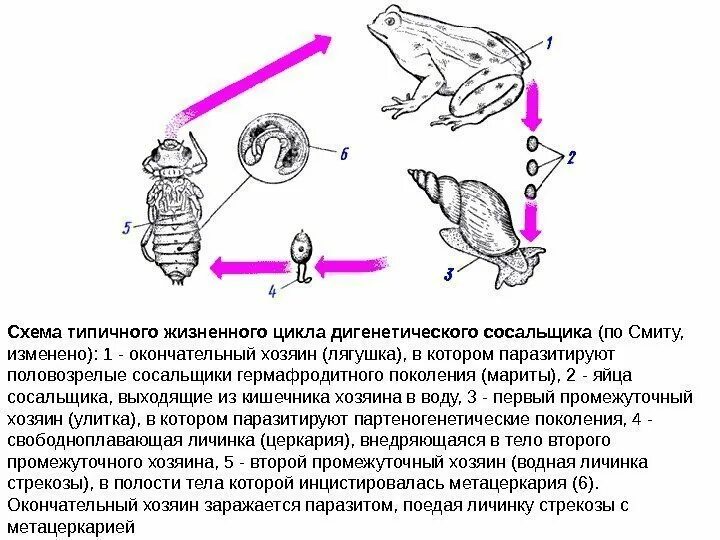Плоские черви печеночный сосальщик цикл развития. Жизненный цикл сосальщиков схема. Половозрелая стадия сосальщиков. Окончательный хозяин печеночного сосальщика. Половозрелая стадия сосальщиков.