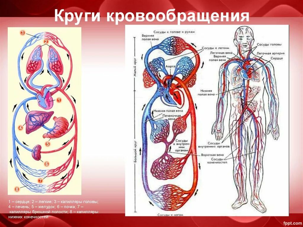 Большой и малый круги кровообращения у человека анатомия. Схема системы кровообращения человека анатомия. Схема большого круга кровообращения у человека. Малый и большой круг кровообращения человека схема. Легочный круг заканчивается