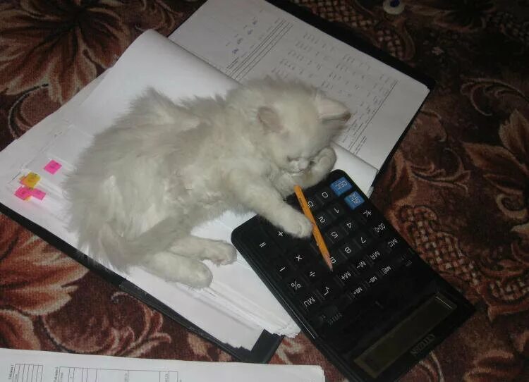 Сколько надо столько и будет. Кот делает отчет. Котики и математика. Котик бухгалтер. Кот бухгалтер Мем.