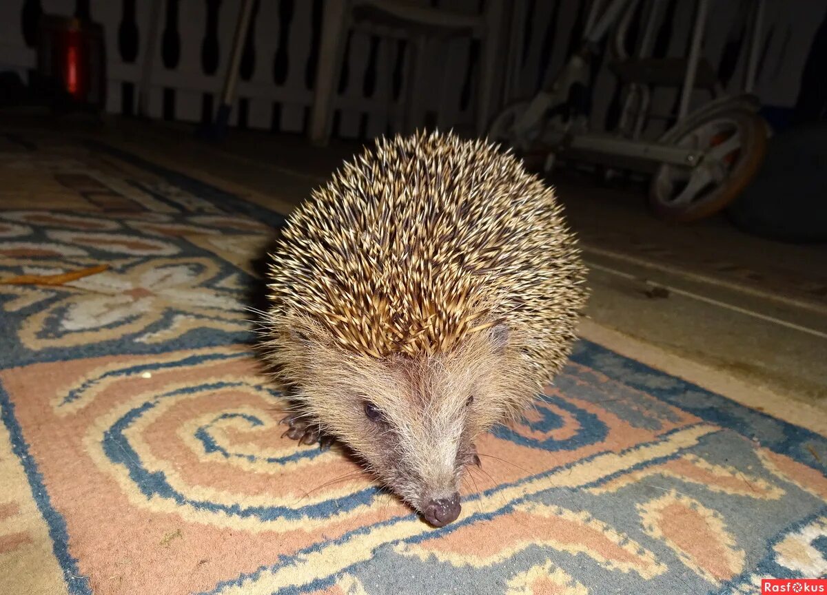 еж приходит к дому примета. еж пришел во двор. большой еж. кулик мечты маленького ёжика. в гостях у ежика.