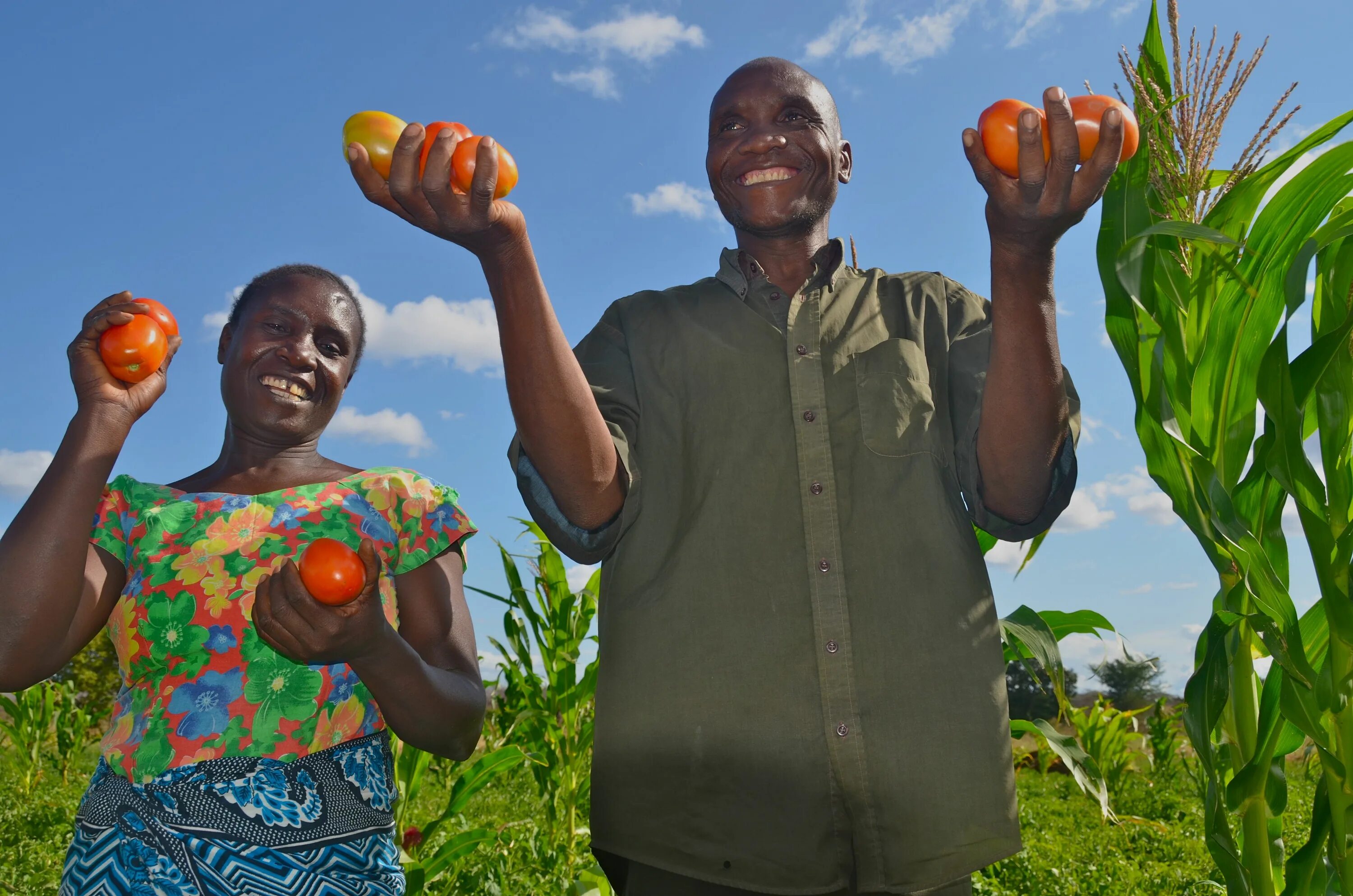 Africa grows. Африканские фрукты. Сельское хозяйство Ямайки. Африканский фермер. Танзания сельское хозяйство.