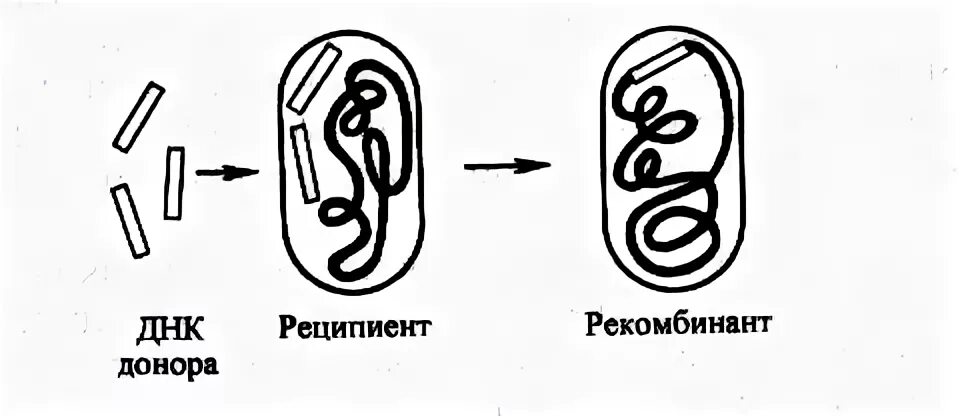 Бактерия донор. Трансформация конъюгация трансдукция микроорганизмов. Трансформация бактерий схема. Рекомбинация бактерий трансформация. Генетические рекомбинации трансформация трансдукция конъюгация.