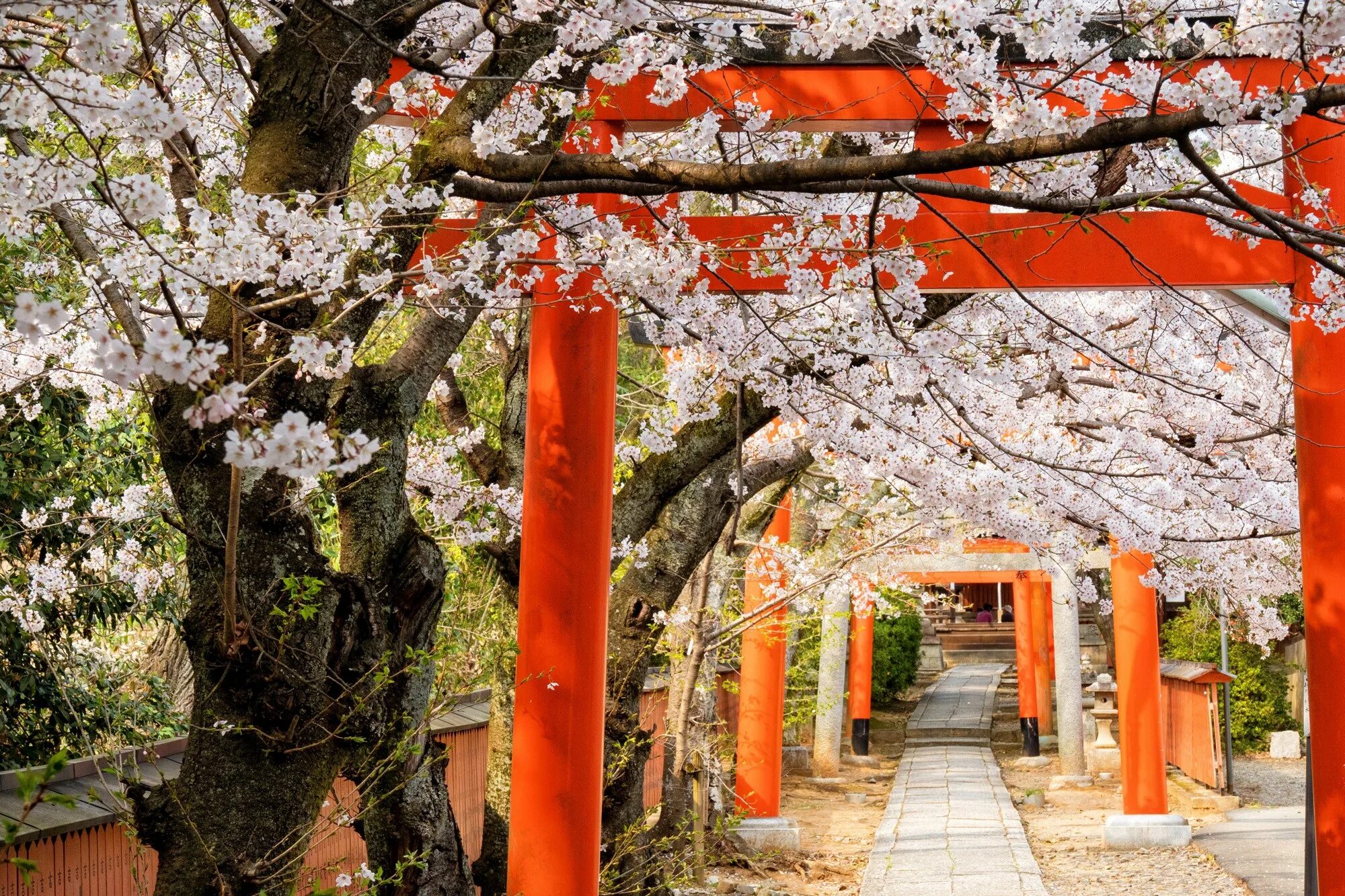Сакура 2025. Киото сакура. киото цветение сакуры. киото япония sakura. япония улицы киото сакура.