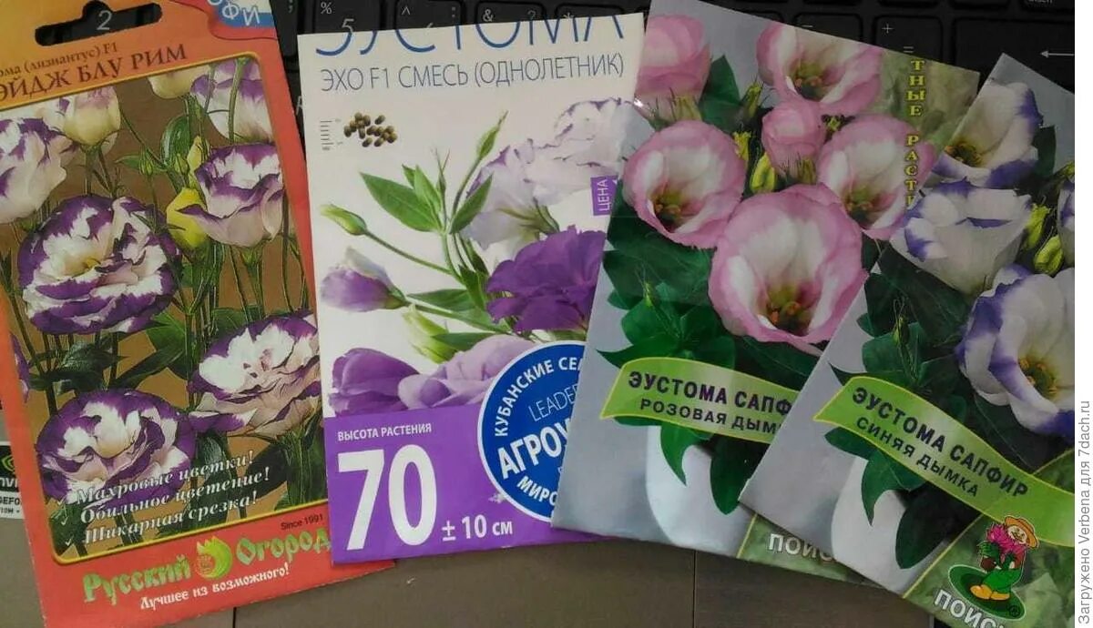 Как обрезать эустому