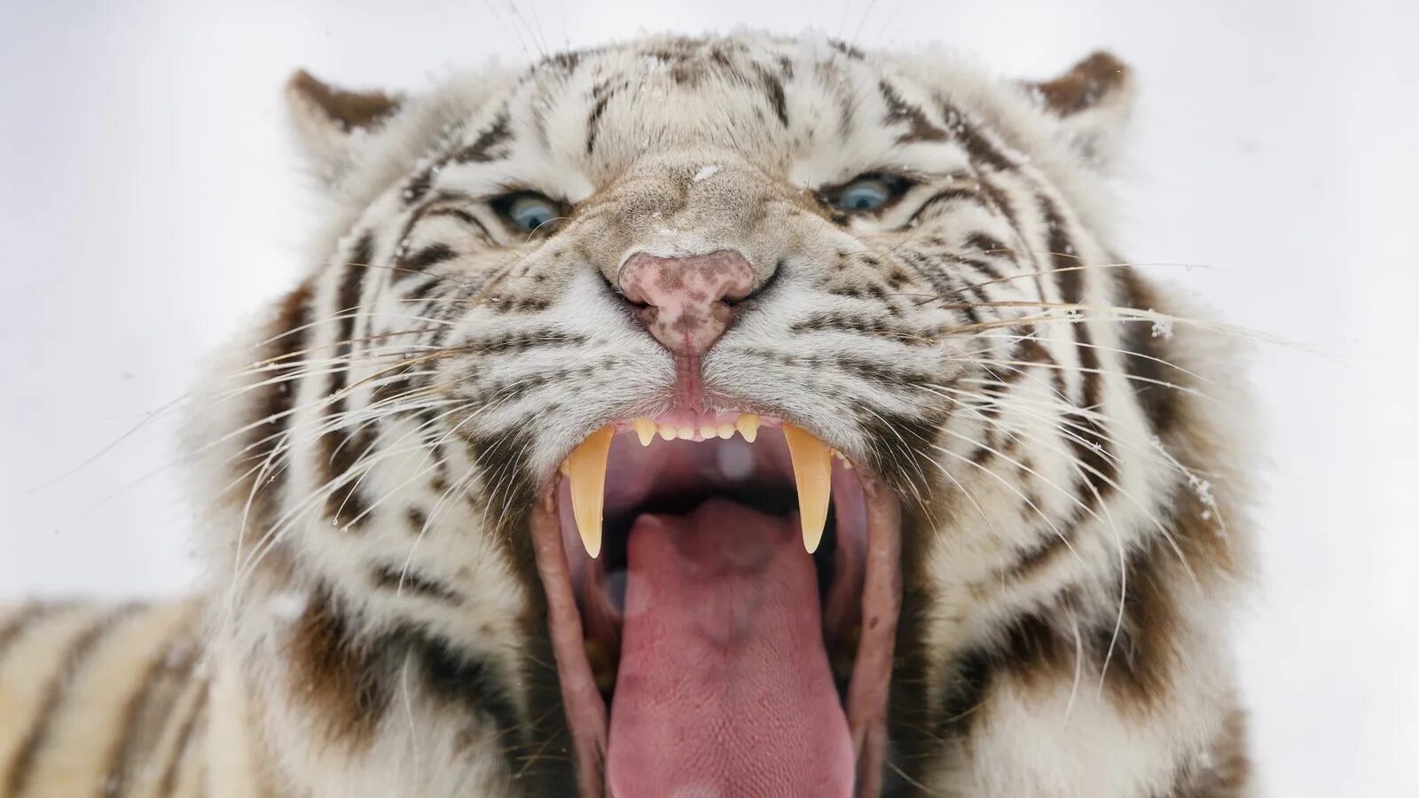 Рычащий тигр ревущий. Хищник тигр оскал. Бенгальский тигр оскал. Амурский тигр рычит. Тигр рык.