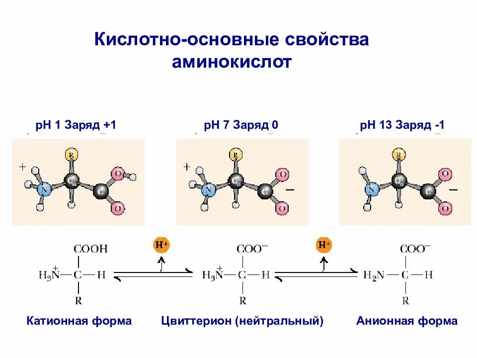 Кислотно основные аминокислоты