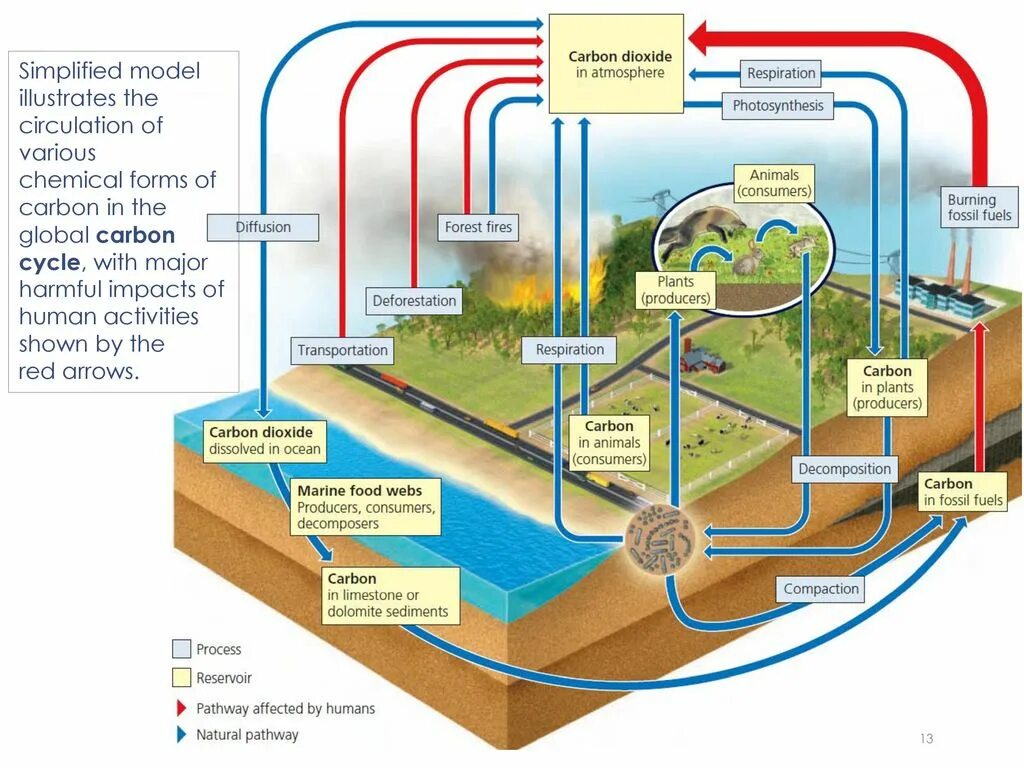 Use carbon dioxide. Диоксида карбона. Carbon in atmosphere. Global Carbon Cycle. Геохимический цикл углерода.