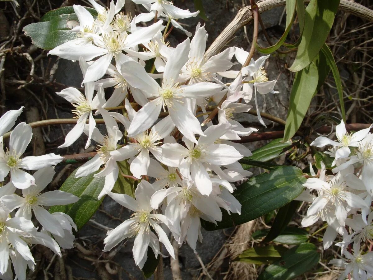 клематис ломонос маньчжурский. клематис манжурика. клематис тангутский таежный снег. клематис таежный снег в саду. клематис таежный снег выращивание из семян.