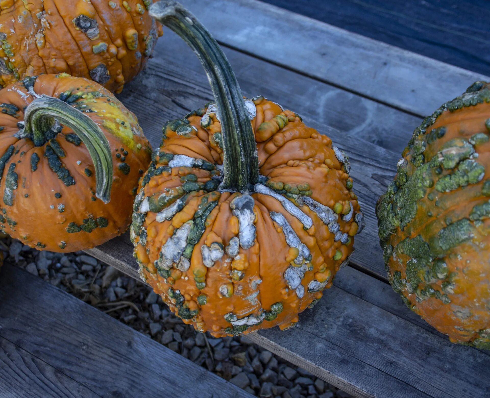 Тыква голубой хаббард. Тыква это ягода. Тыква. Тыква это овощ или. Тыква фрукт или овощ или.