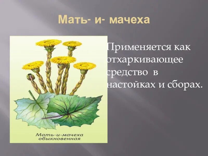 Лекарственное растение 6 класс. Как мать и мачеха используется людьми. мать и мачеха отхаркивающее. как растение мать и мачеха используется людьми. способ распространения мать и мачехи.