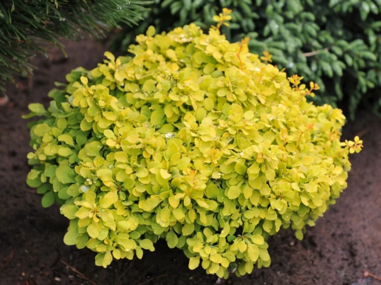 Тини голд. Барбарис Голдалита. Berberis thunbergii Goldalita. Барбарис Тунберга. Барбарис Тунберга Голдалита (с2).