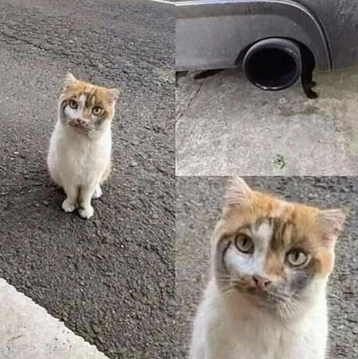 Now only cats will follow me