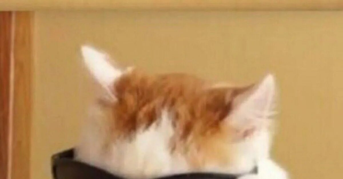 Кот в черных очках мем Pets' hilarious antics are captured in hilarious Snapchats Memes de animales div