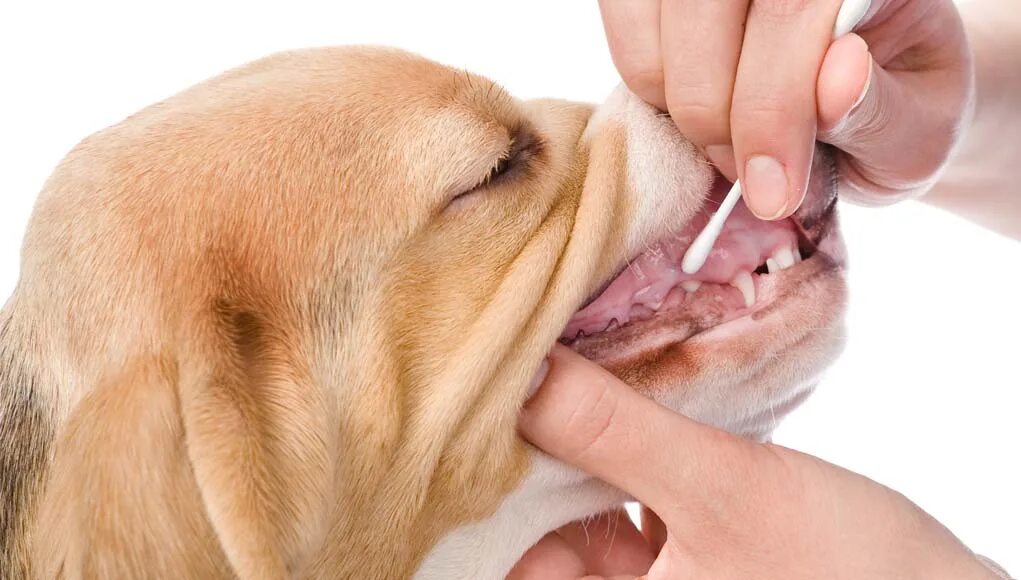 My dog dna. Тест дог. Dog of wisdom. Генетические тесты для собак. Dna test у собак.