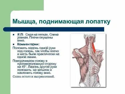 Мышца опускающая руку