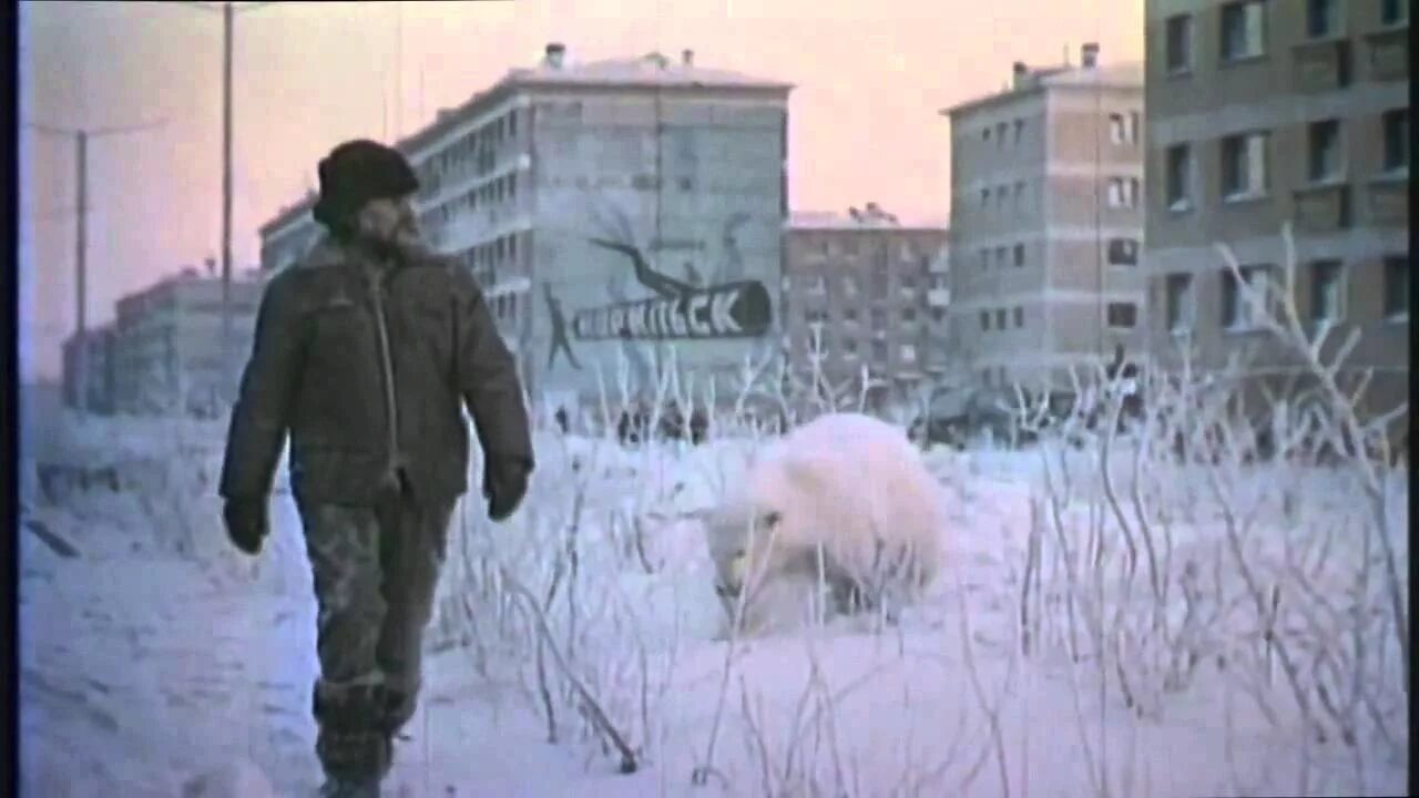 Белый медведь в городе. Белый медведь в норильске 2022. Норильск белая медведица айка. Норильск белая медведица айка. Белый норильск.