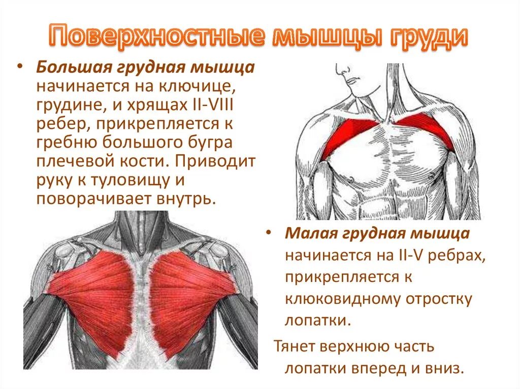 Малая грудная мышца вид сбоку. Анатомия мужской грудной клетки мышцы. Поверхностные мышцы груди. Мышцы груди анатомия.