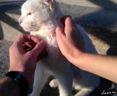 Нашли белого кота