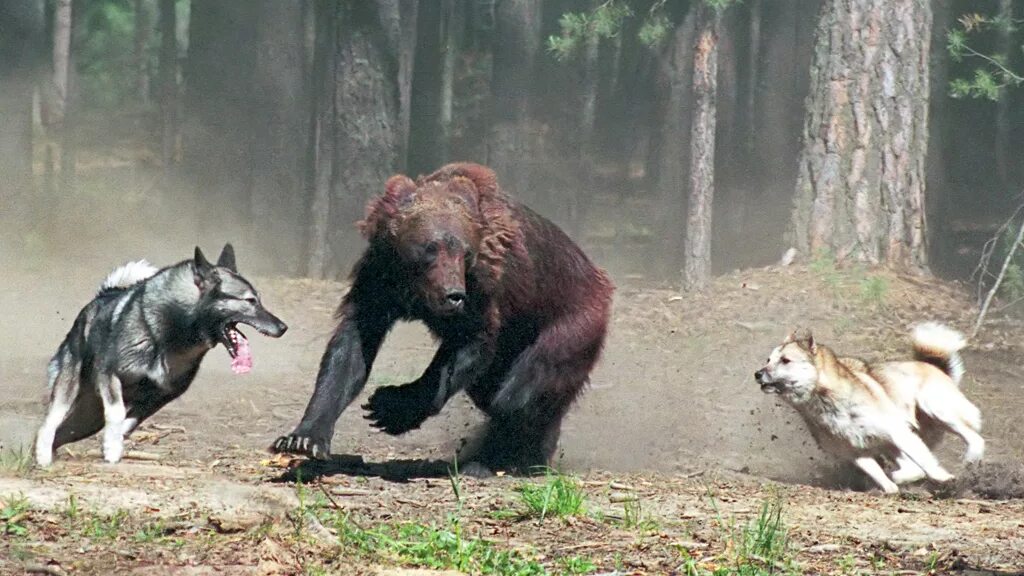 Волки нападают на медведя. Опасные Дикие животные. Волки и медведи.