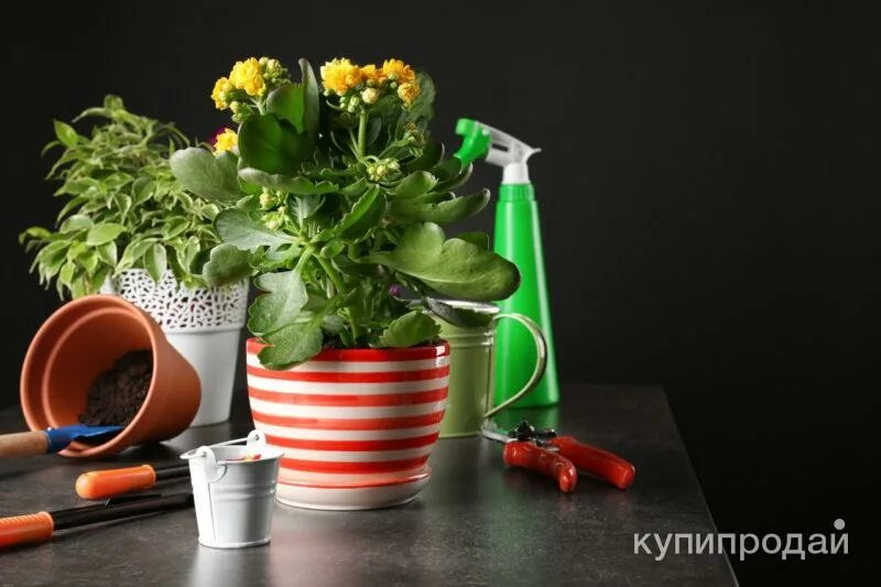 Уход за цветочными растения. Комнатные растения. инвентарь для комнатных растений. яркие комнатные растения. ухаживание за комнатными растениями.