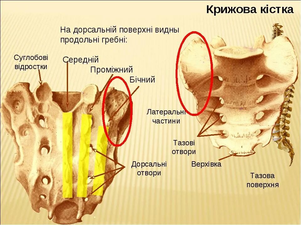 Строение крестцового позвонка. Крестец позвонок строение. Позвоночник и крестец строение анатомия. Тазовые и дорсальные крестцовые отверстия. Где находится гребень