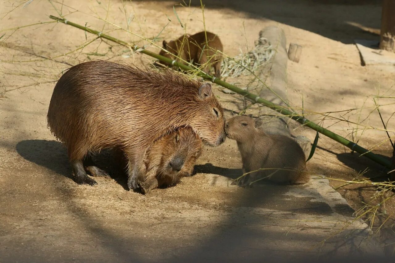 Капибара свинковые. Капибара ареал обитания на карте мира. Капибара размер. Водосвинка капибара южной америки. Ареал обитания капибар.