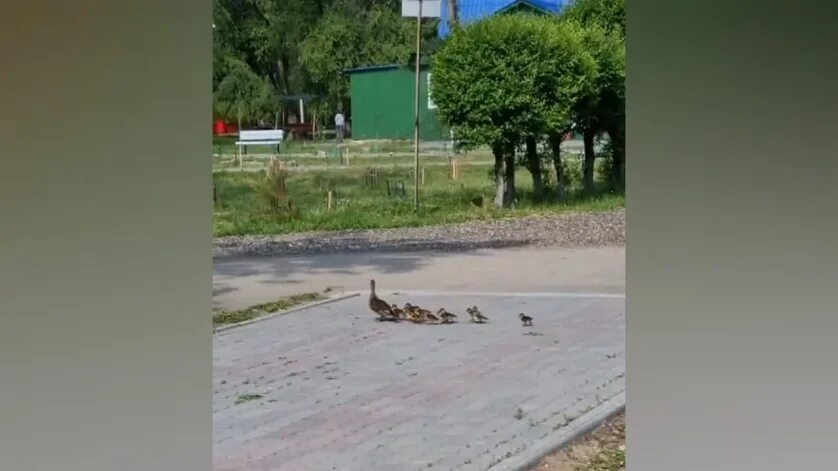 Лагерь гагариной благовещенск. Лагерь гагарина благовещенск амурская область. лагерь для уточек. благовещенск лагерь гагарина амурская область 2011 год. гагарин с утками.