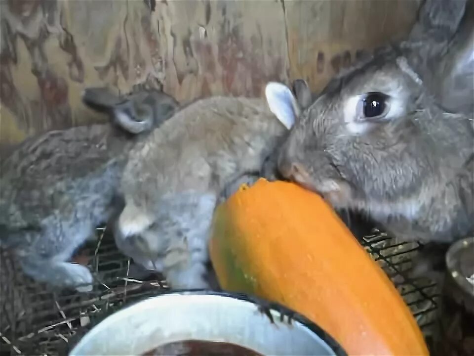 Можно кроликам тыкву. Тыкву едят кролики. Кролики едят кабачки. Кролик с кабачком. Кролик с тыквой.