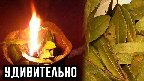 Жечь лавровый лист