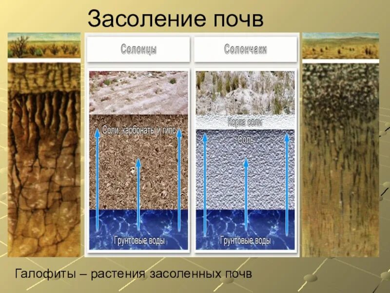 Засоление почв. Засоление почв схема. Типы засоления почв. Первичное засоление почв.