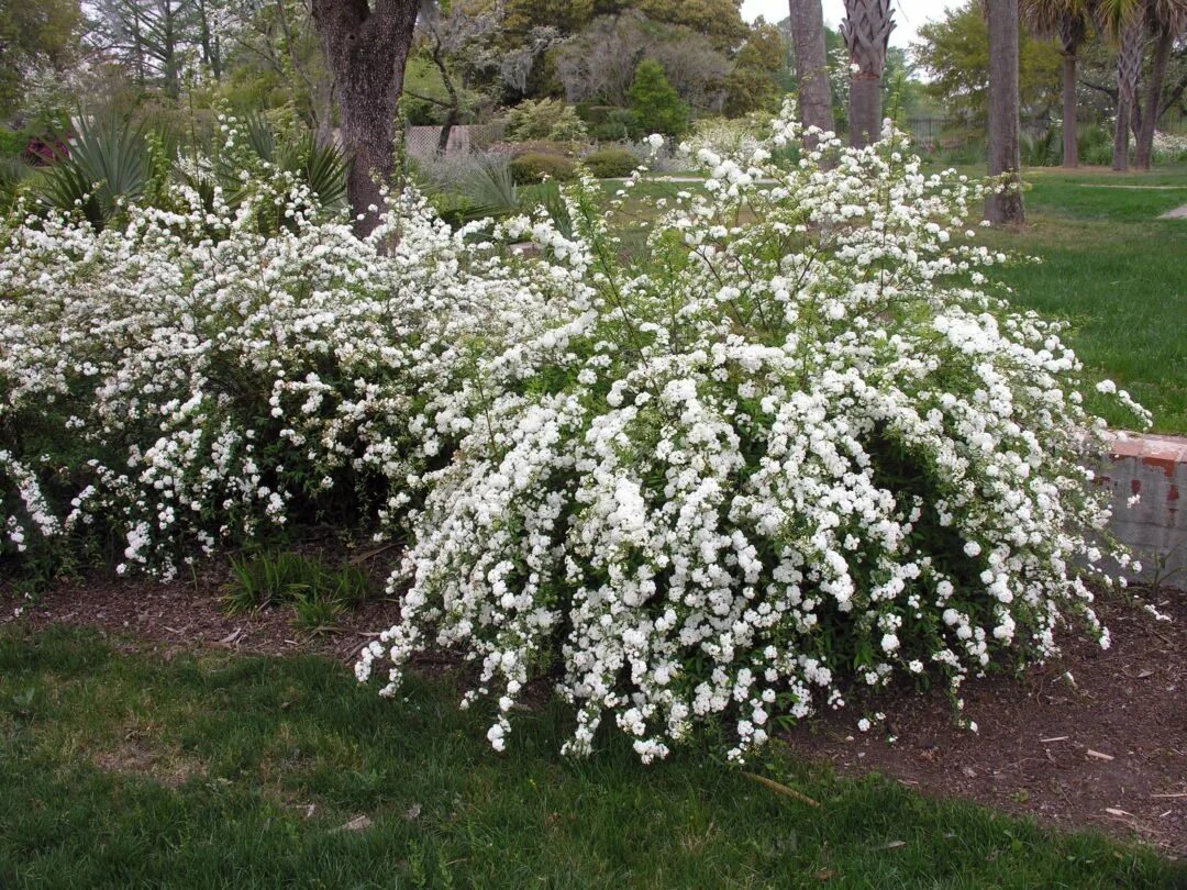 Спирея Вангутта. Спирея decumbens. Спирея стелющаяся Spiraea decumbens. Спирея почвопокровная. Куст невеста фото