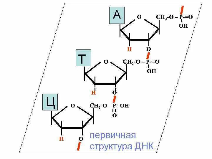 Строение первичной структуры днк. Строение днк структурная формула. первичная и вторичная структура днк биохимия. первичная структура днк биохимия.