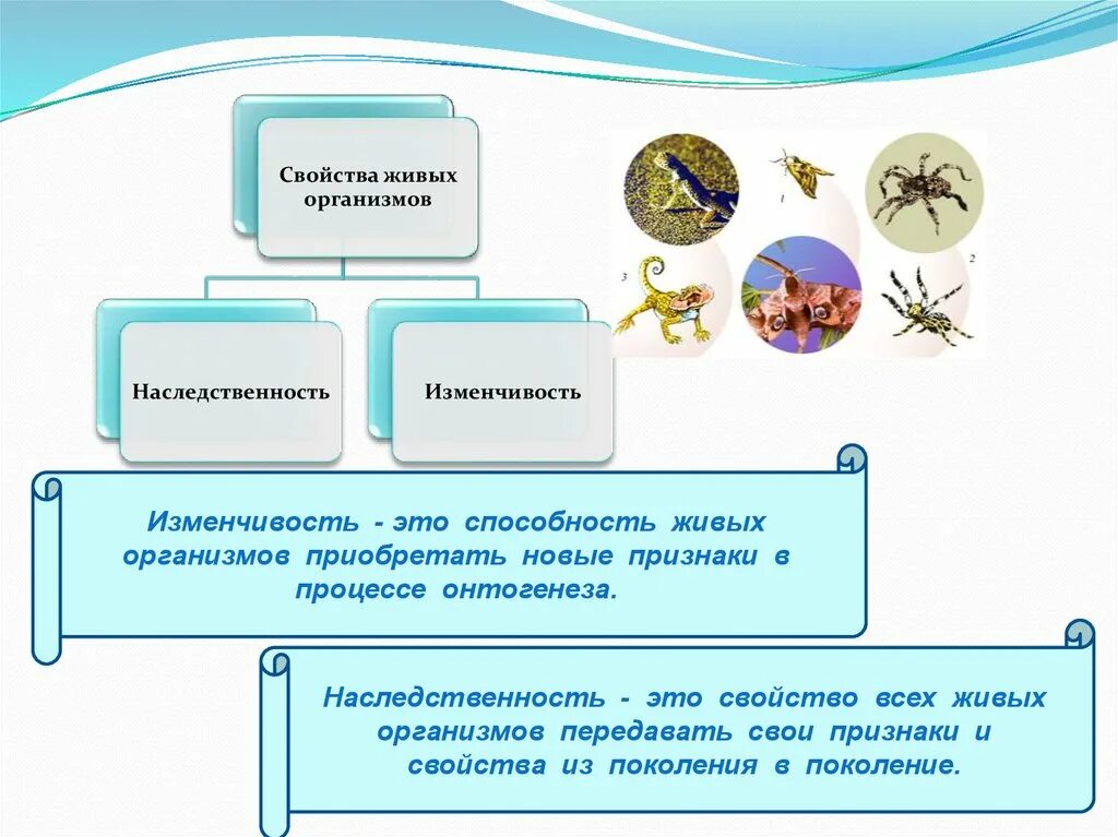 Приобретение новых свойств живыми организмами. Наследственность свойство живых организмов. Изменчивость. Изменчивость это свойство организмов. Наследственность и изменчивость.