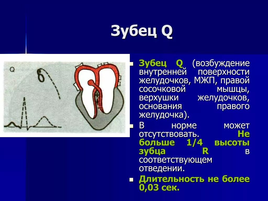 Нормальный зубец q на ЭКГ. Зубец электрокардиограмма патологическая. Зубец q на ЭКГ В норме. Характеристики патологического зубца q:. Правый желудочек функции