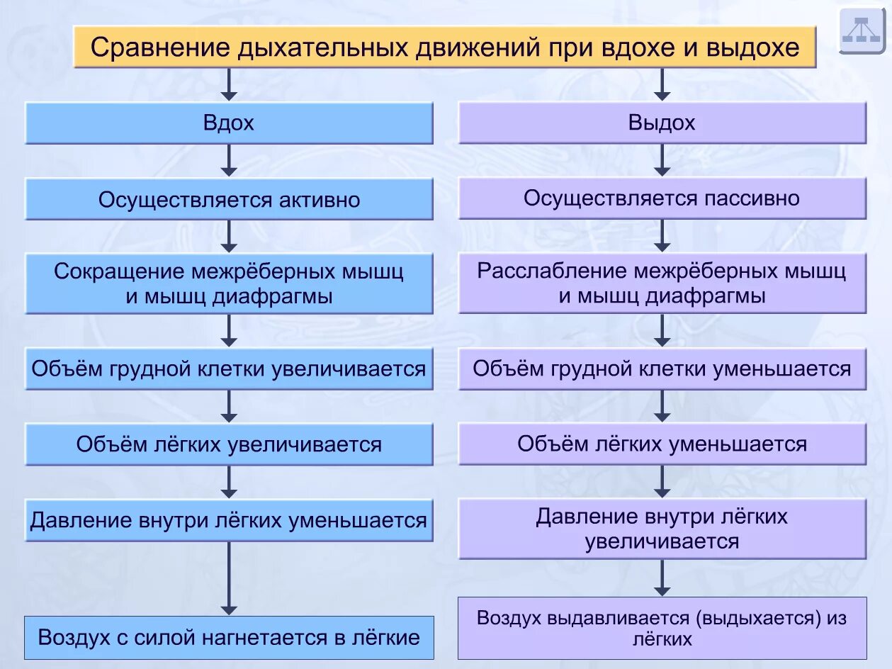 Правильную последовательность этапов дыхания. Механизм процесса вдоха и выдоха. Последовательность процессов при вдохе и выдохе. Схема процесса вдоха и выдоха. Механизм дыхательных движений вдоха и выдоха.