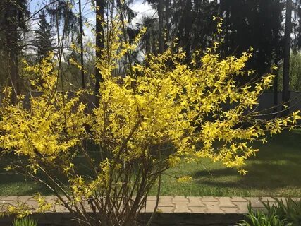 Куст летом